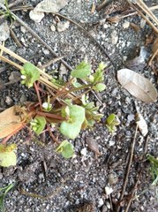 Claytonia rubra