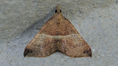 Anachloris uncinata