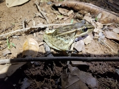 Lithobates brownorum