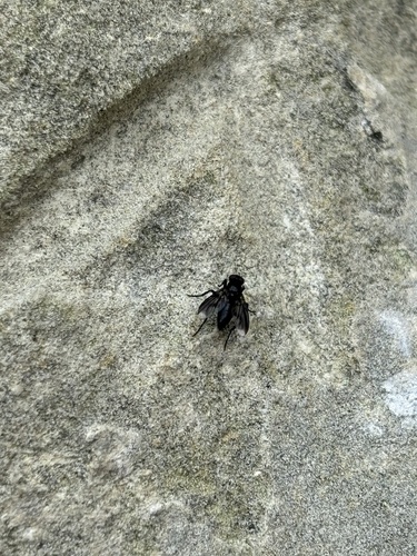 Smoky-winged Woodlouse Fly, Kasteelruïne, Valkenburg, Limburg, NL, photo 4 of 10