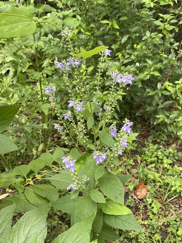 Image of Scutellaria incana by no rights reserved