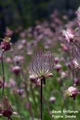 Geum triflorum