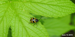 Gallerucida bifasciata