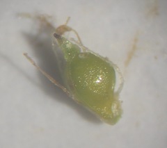 Eleocharis intermedia