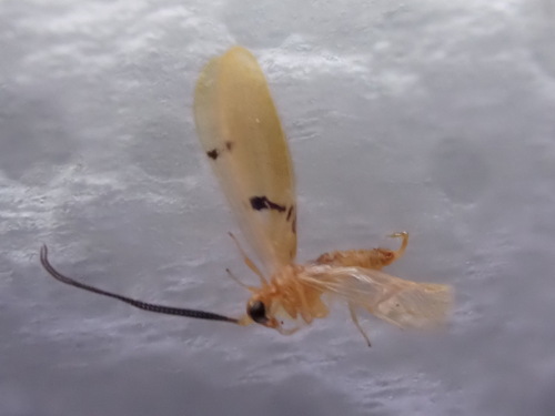 Climacia bimaculata