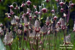 Geum triflorum