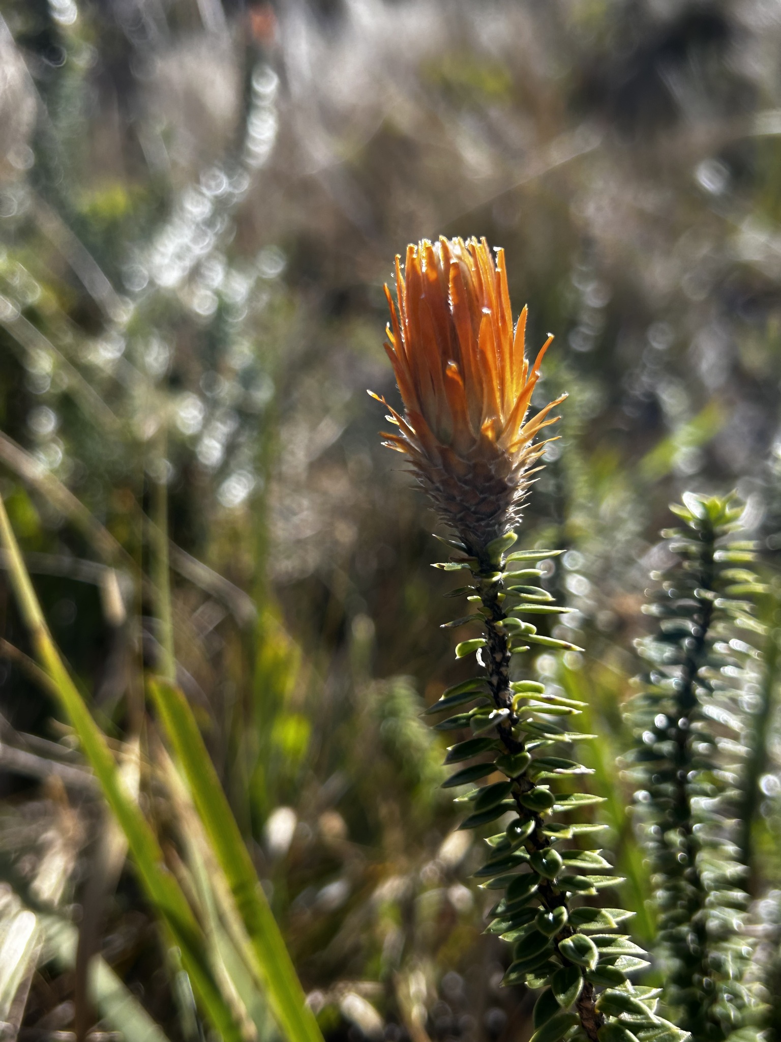 Chuquiraga jussieui image