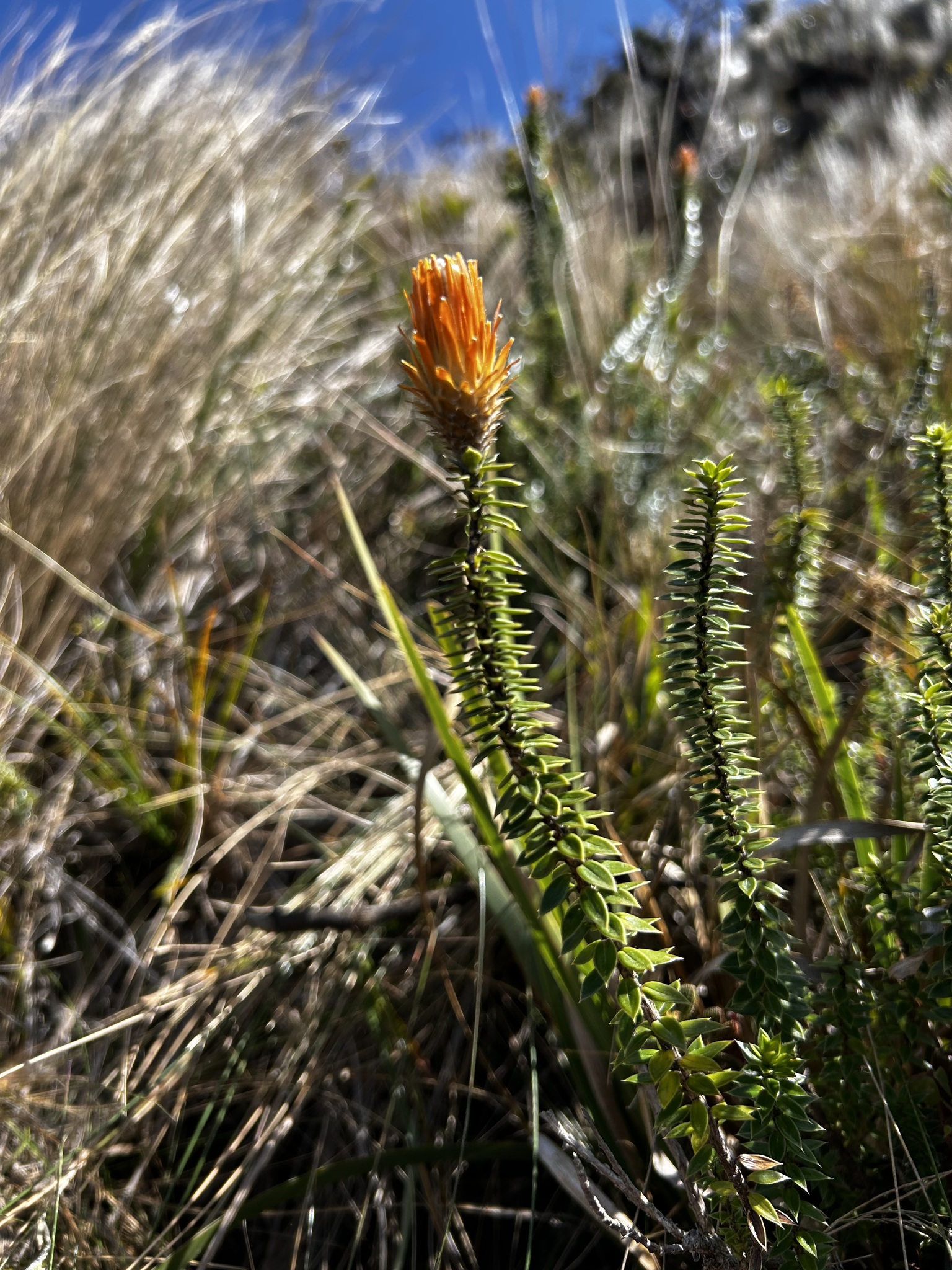 Chuquiraga image