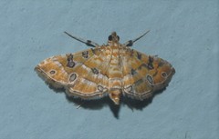 Ommatospila narcaeusalis