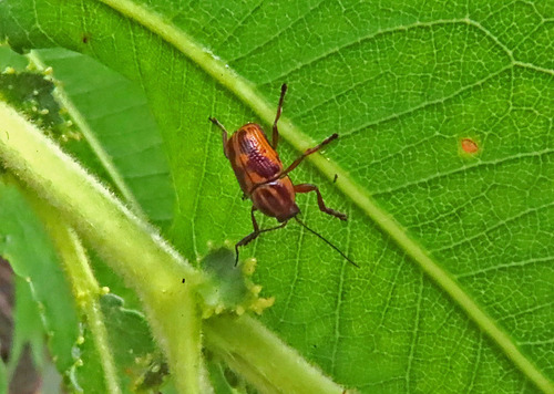 iNaturalist observation photo of Chestnut-colored Cryptocephalus