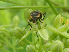 Atalantycha dentigera