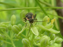 Atalantycha dentigera