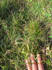 Juncus caespiticius