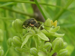 Atalantycha dentigera