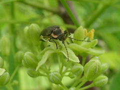 Atalantycha dentigera