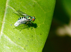 Condylostylus pruinosus