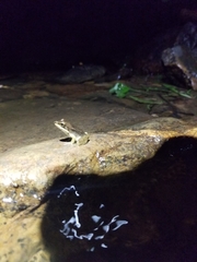 Lithobates juliani