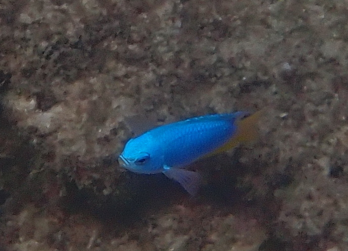 Blue Damsel