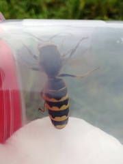 Vespa crabro altaica