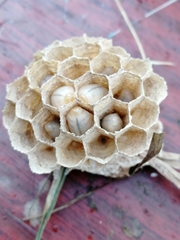 Vespa crabro altaica