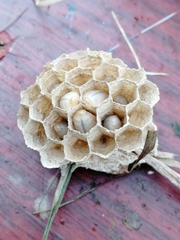 Vespa crabro altaica