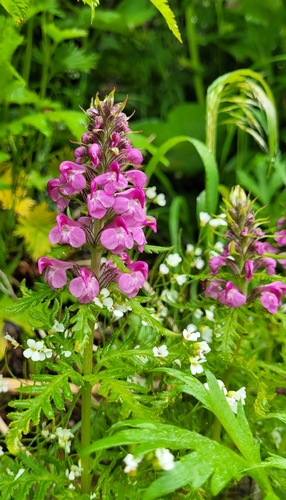 Image of Chamisso's Lousewort by (c) Pavel Smirnov, some rights reserved (CC BY)