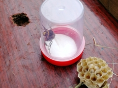 Vespa crabro altaica