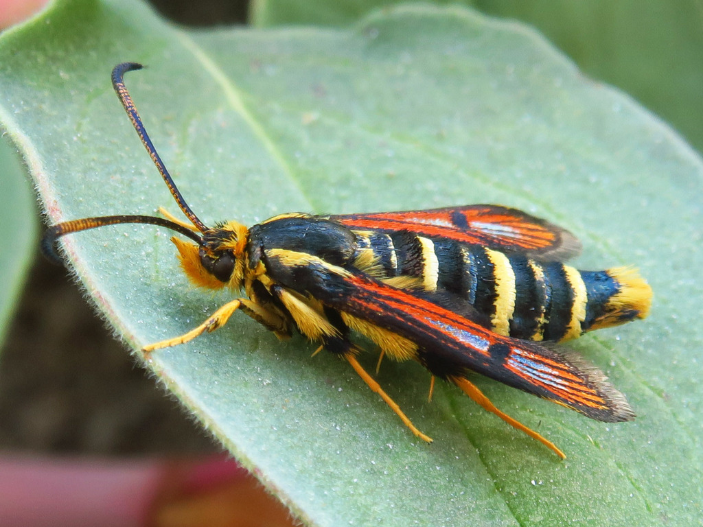 Knotweed Root Borer