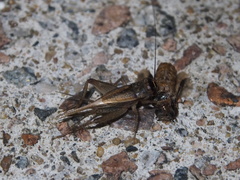 Modicogryllus consobrinus