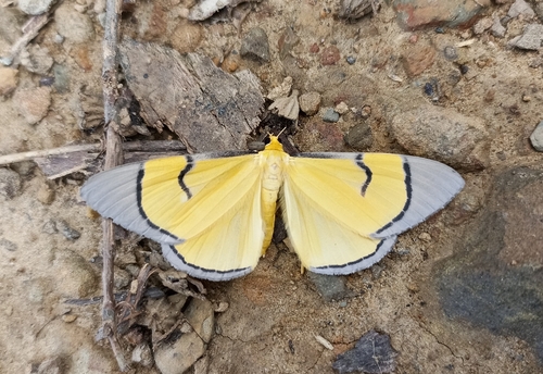 Celerena andamana