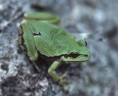 Arizona Treefrog photo 3