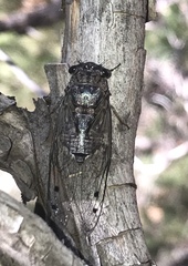 Diceroprocta knighti