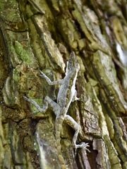 Anolis argenteolus