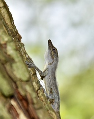 Anolis argenteolus