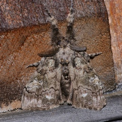 Dasychira vagans