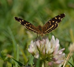 Anthanassa ptolyca amator