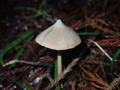 Entoloma latericolor