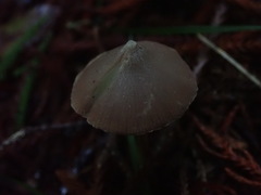 Entoloma latericolor