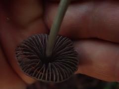 Entoloma latericolor