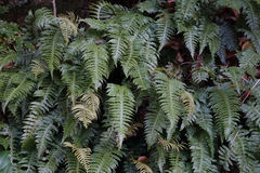 Cranfillia vulcanica