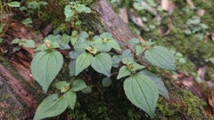 Sarcopyramis napalensis delicata
