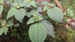 Sarcopyramis napalensis delicata
