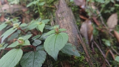 Sarcopyramis napalensis delicata