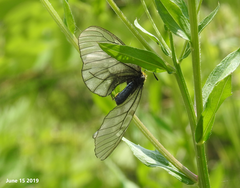 Parnassius stubbendorfii