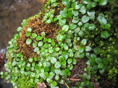 Epilobium nerteroides