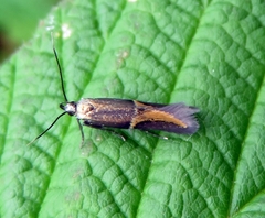 Enchrysa dissectella