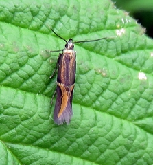 Enchrysa dissectella