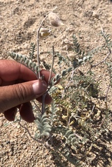 Astragalus lentiginosus