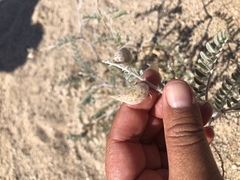 Astragalus lentiginosus