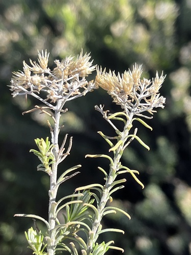 Image of Helichrysum hamulosum by (c) Dave U, some rights reserved (CC BY-SA)